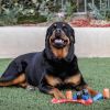 Pet Supplies Dog Bags Waste Refuse Cleanup Outdoor Puppy Leak
